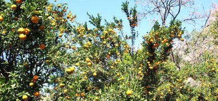 इच्छाकामना गाउँपालिकाको सुन्तला बोटबाटै बिक्री