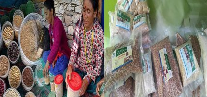 कर्णालीको १९ हजार टन रैथाने बाली खरिद गर्दै व्यापार कम्पनी