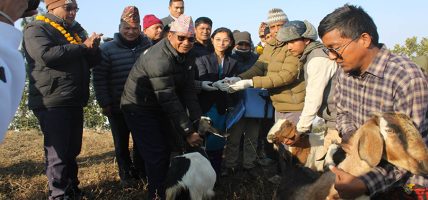 कर्णालीमा १४ लाख भेडाबाख्रामा पिपिआर खोप अभियान