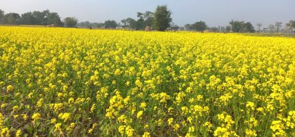 एउटै पालिकामा २५ सय बिघामा तोरी खेती