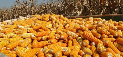 कर्णालीमा सबैभन्दा बढी उत्पादन हुने अनाज मकै