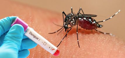 हुम्लाबाहेक देशभर डेङ्गी सङ्क्रमण